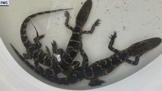 5 alligators found in Florida man's bathtub