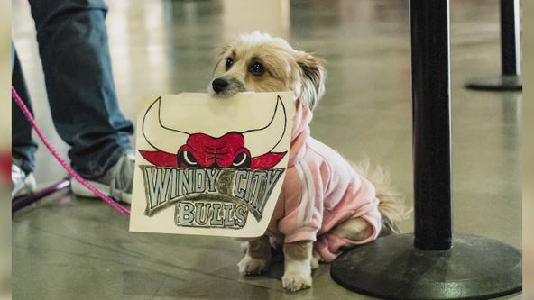 Windy City Bulls host 'Dog Day' event for season finale