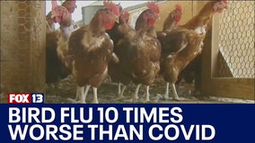Bird flu mortality rates 10 times worse than COVID