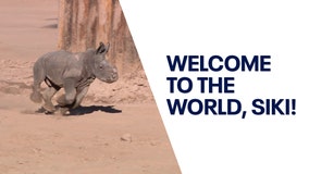 Wildlife World Zoo celebrates special new addition