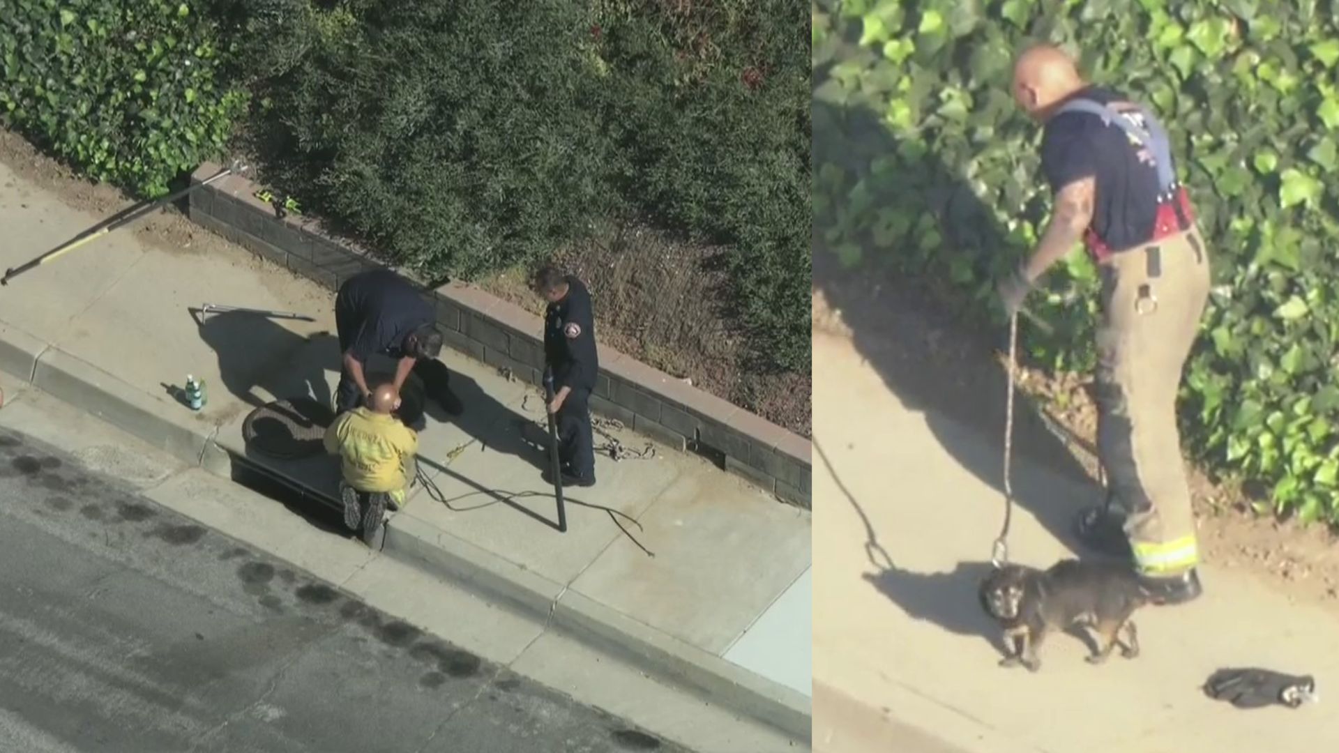 Dog safely pulled from storm drain