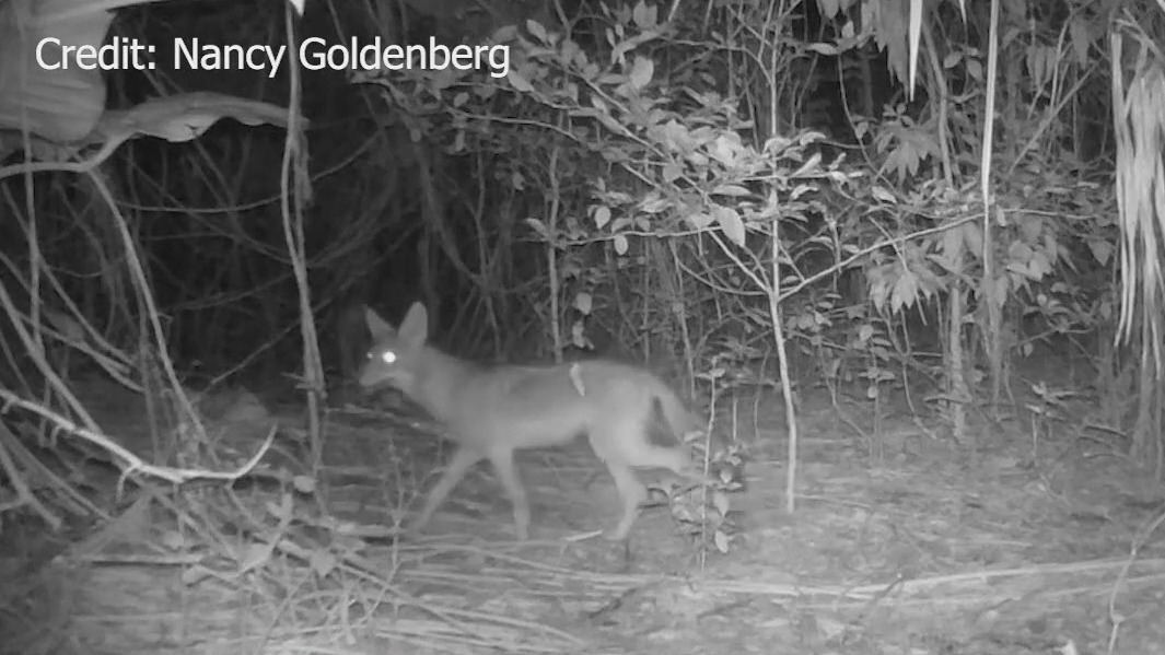 Coyotes keep Longwood residents on edge