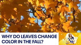 Did You Know?: Why do leaves change color in the fall?