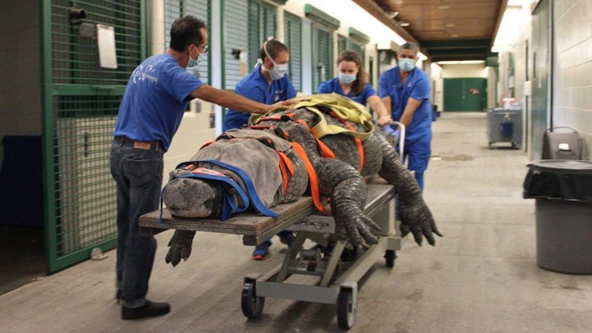 UF treating 660-pound alligator