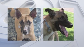 Adoption fees waived for HALO Animal Rescue long-timers