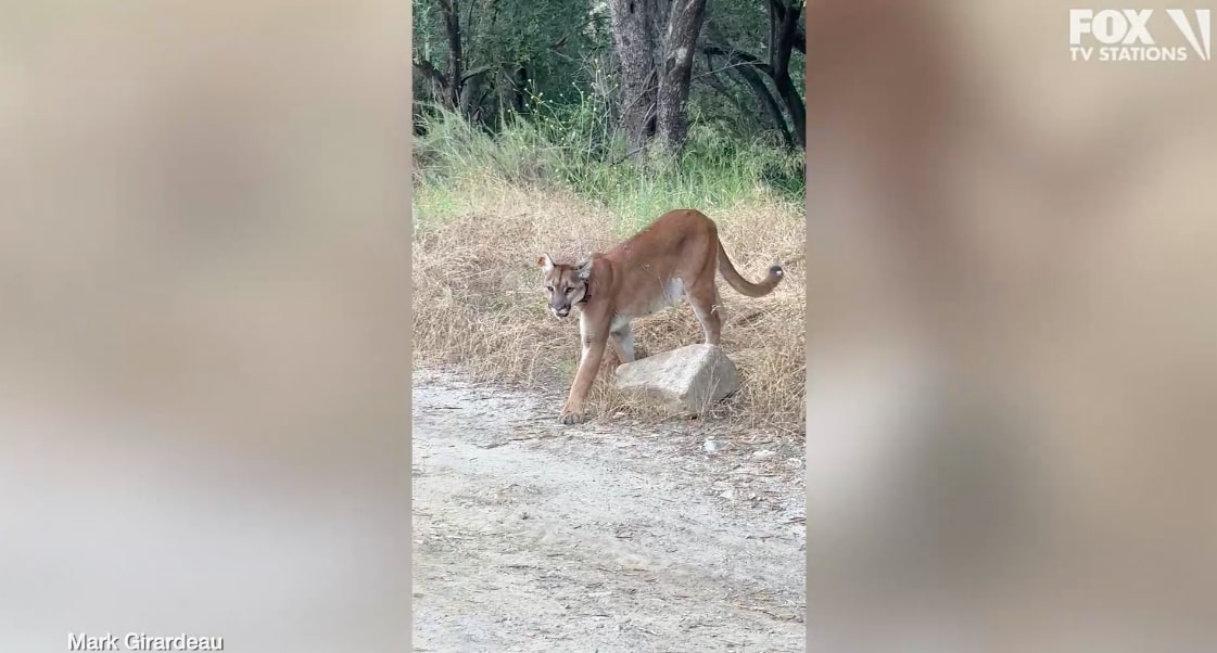 VIDEO: Wildlife photographer and mountain lion come face to face in Orange County