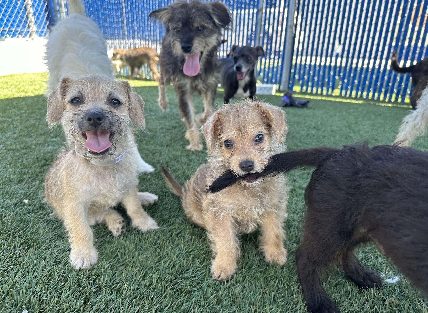 15 dogs rescued from Gardena casino parking lot up for adoption