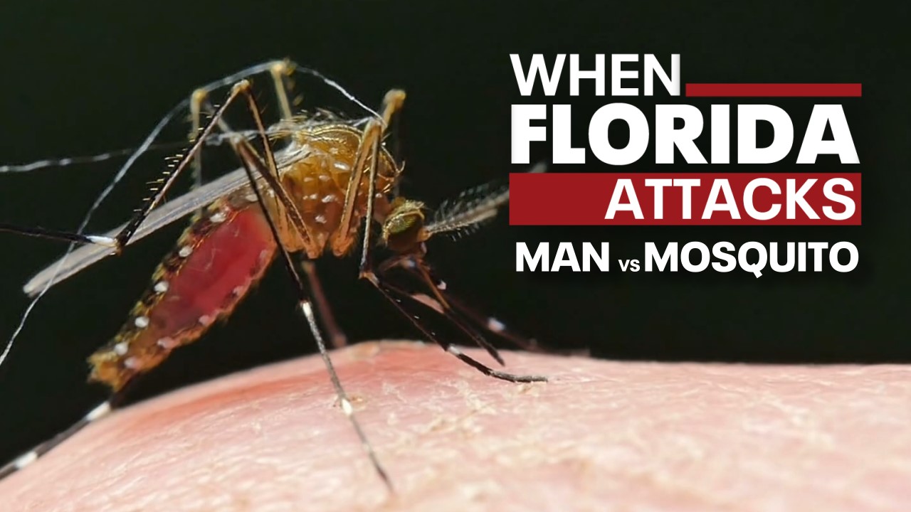 How fake skin may help in mosquito fight