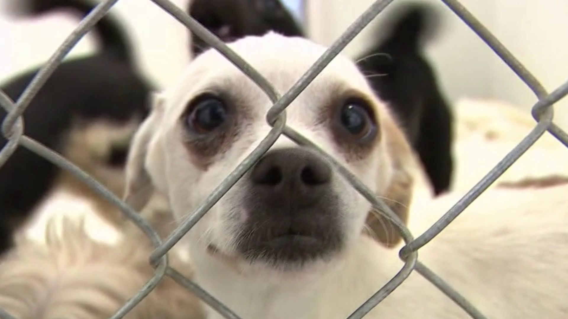 Shelter in danger of having to euthanize animals