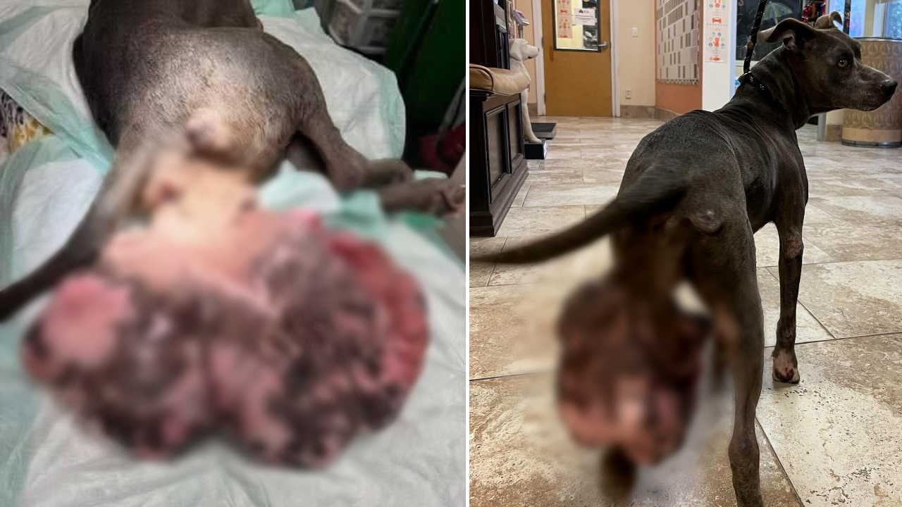 Massive tumor removed from stray dog's leg