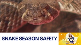 Did You Know?: Snake season safety