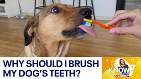 Did You Know?: Why should I brush my dog's teeth?