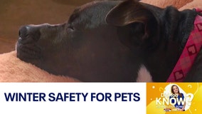 Did You Know?: Winter safety for pets