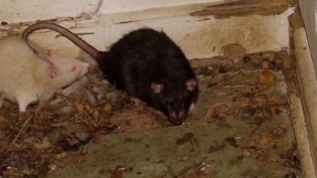 Roof rats: Experts have tips on how to keep them from invading your home