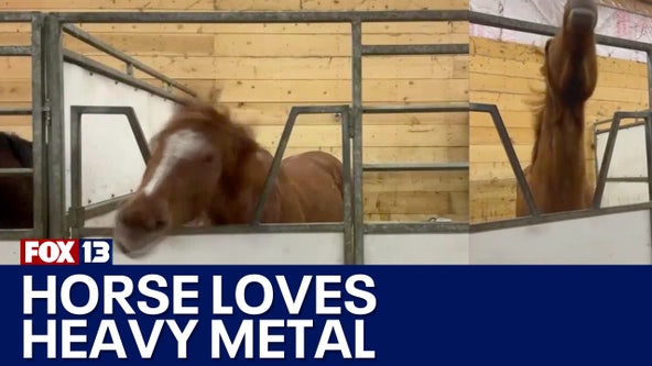 Head banging horse loves heavy metal music