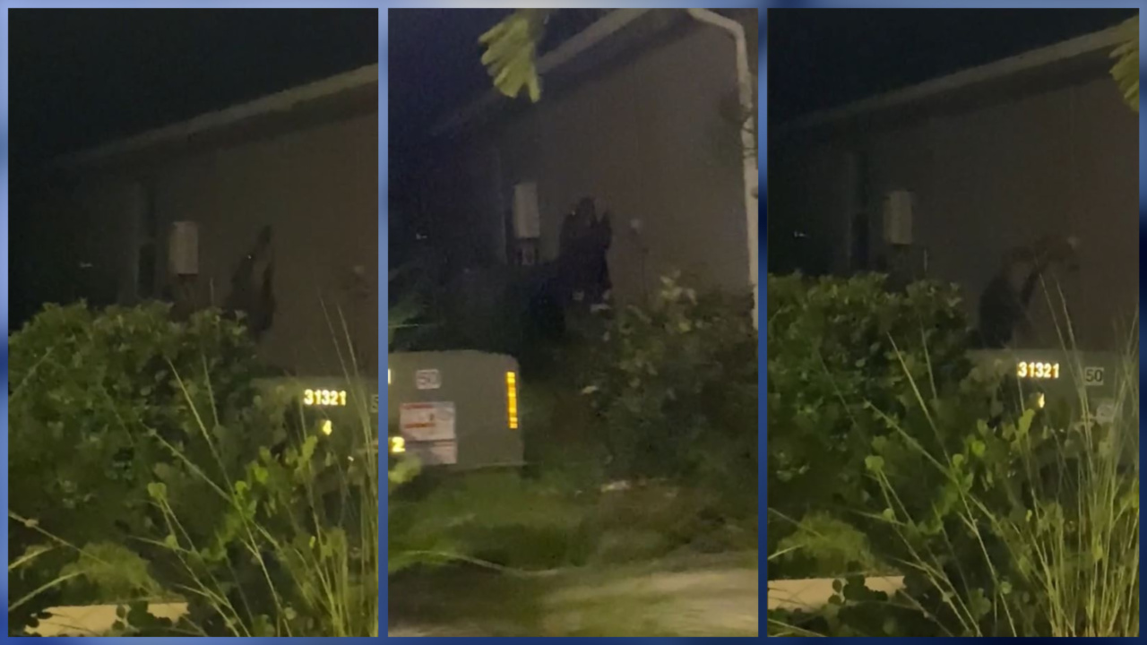 Huge gator tries to scale Florida home