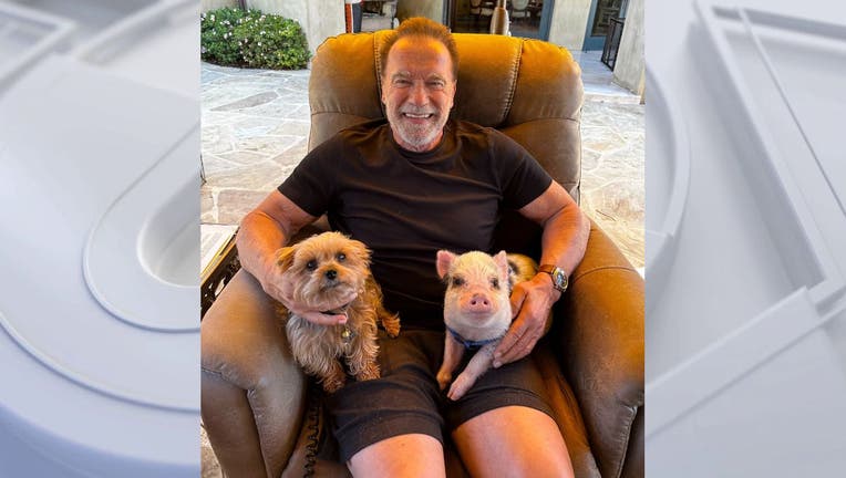 Meet Arnold Schwarzenegger's pet pig