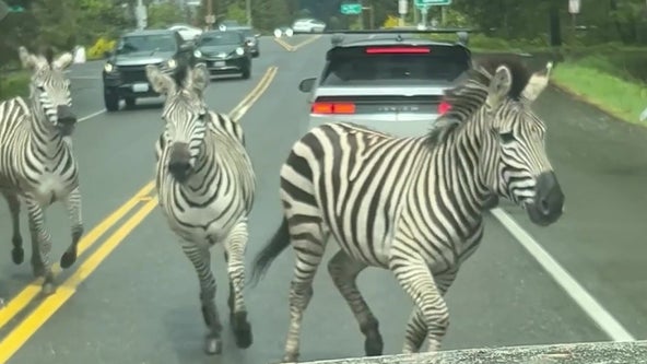 Zebras run wild near freeway in Washington state