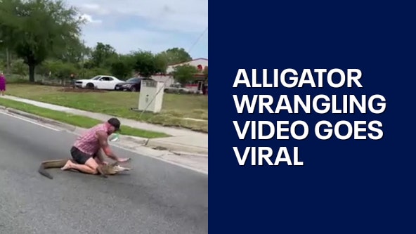 Florida alligator wrangling video went viral