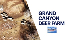 Grand Canyon Deer Farm | Drone Zone