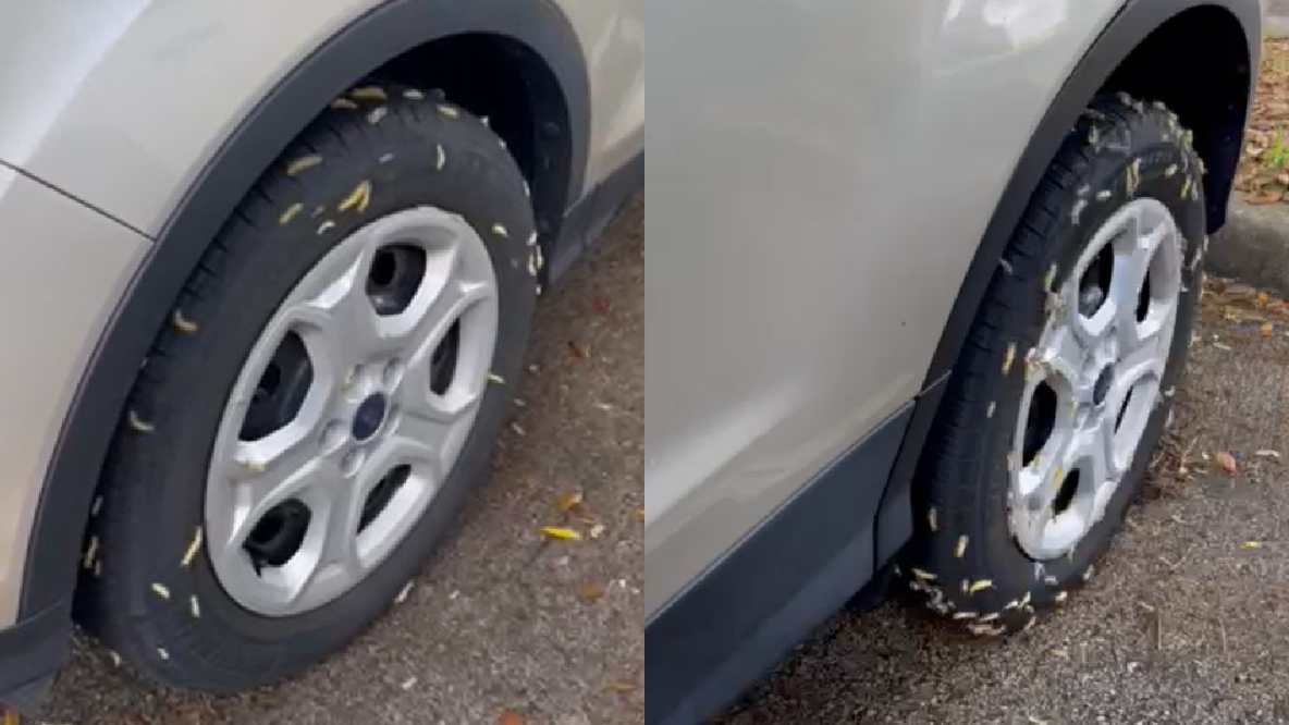 VIDEO: Fuzzy caterpillars overtake woman's vehicle