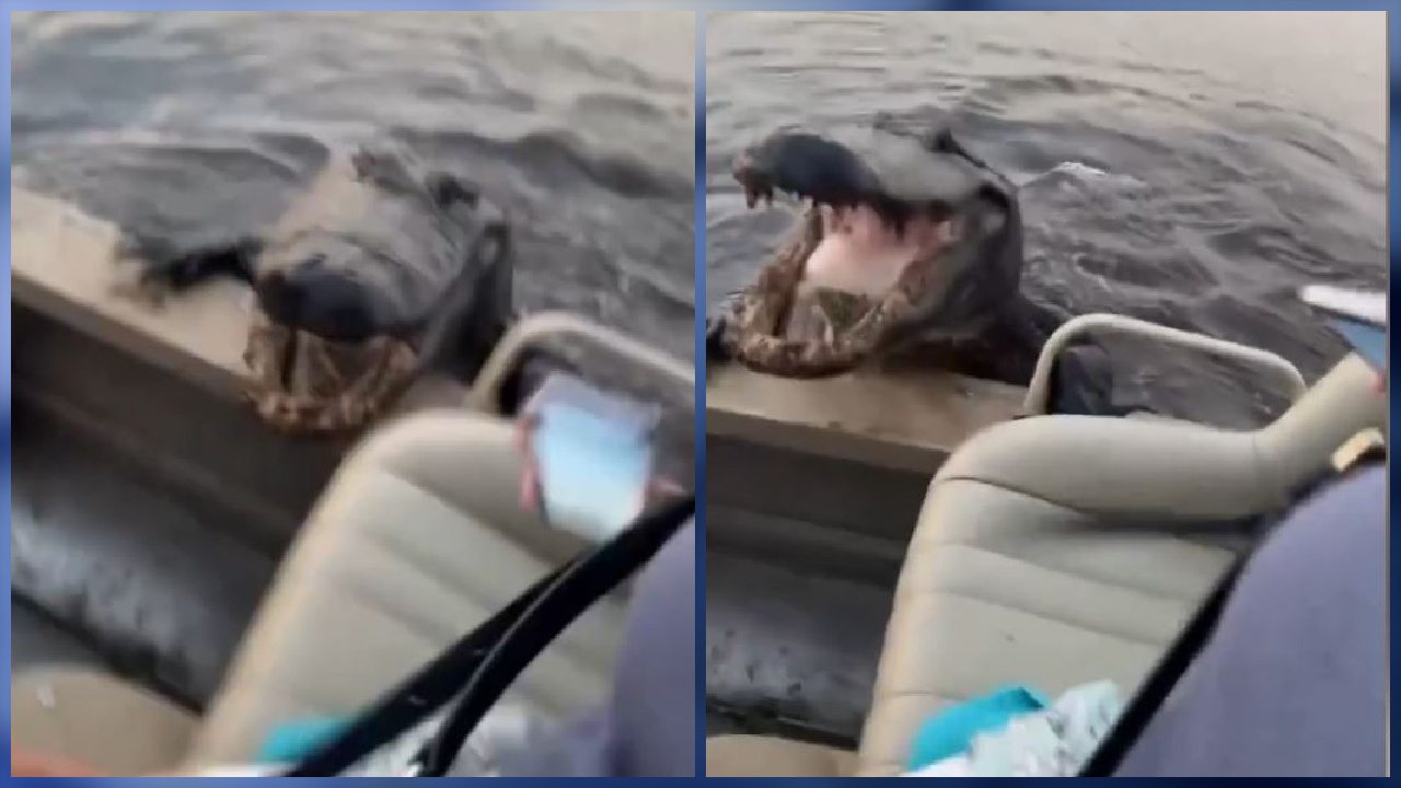 Massive alligator surprises guests on boat