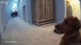 Dogs in Oxnard react to California earthquake