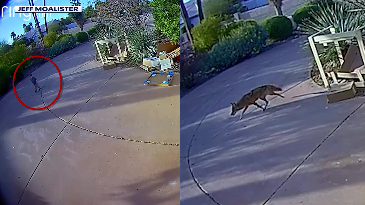 Camera captures moments leading up to coyote's attack on Scottsdale child