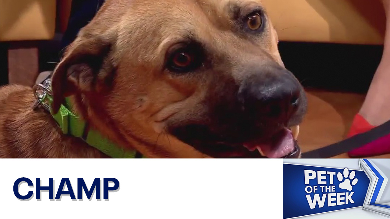 Pet of the Week: Champ