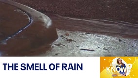 Did You Know?: Discussing the smell of rain