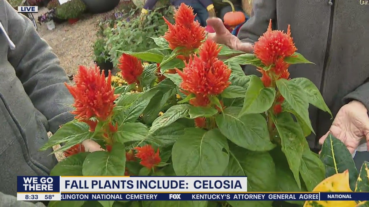 Tracy: Featured Shared Post