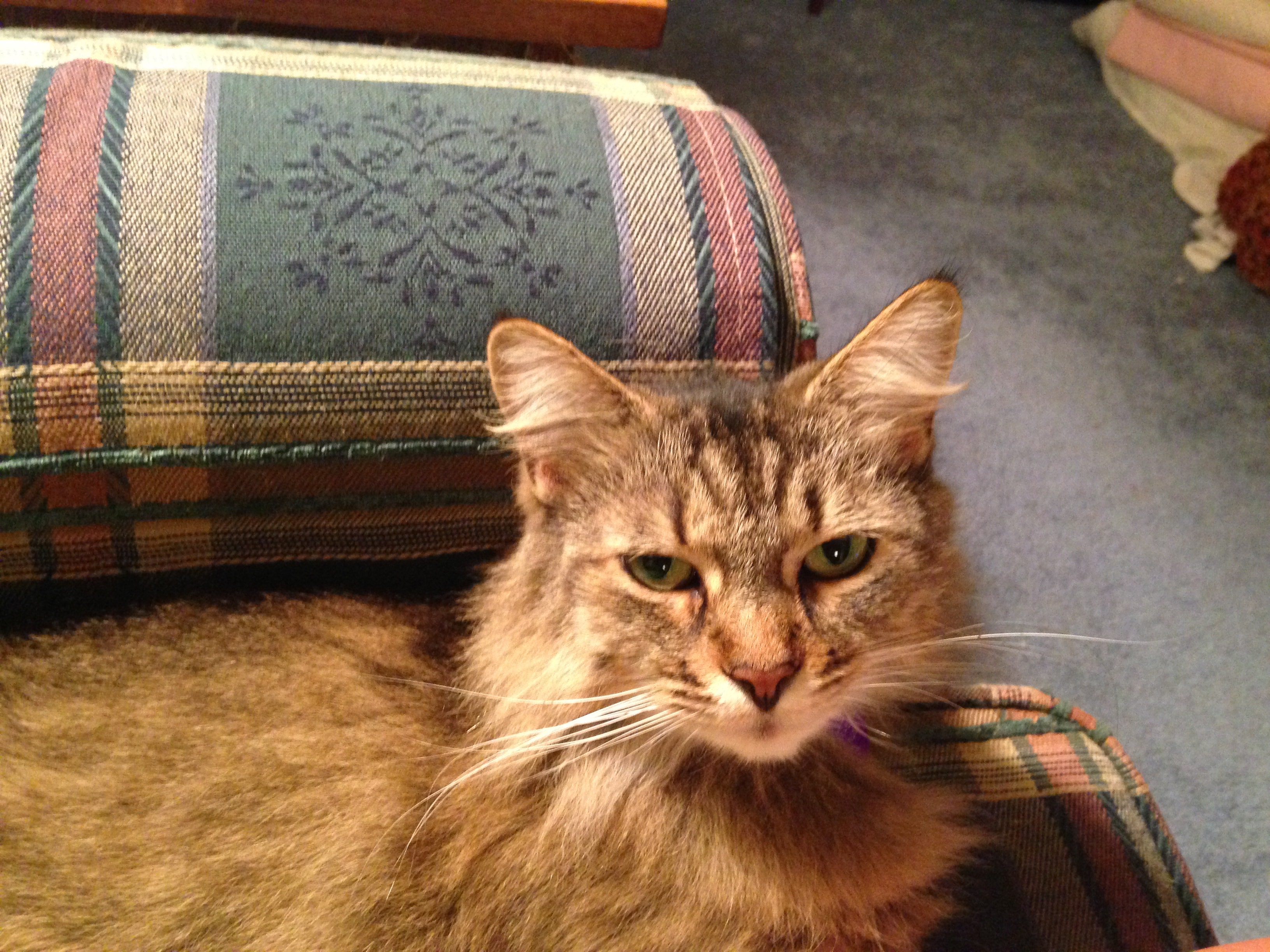 Chelsea Cat