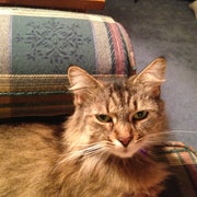 Chelsea Cat