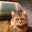 Chelsea Cat