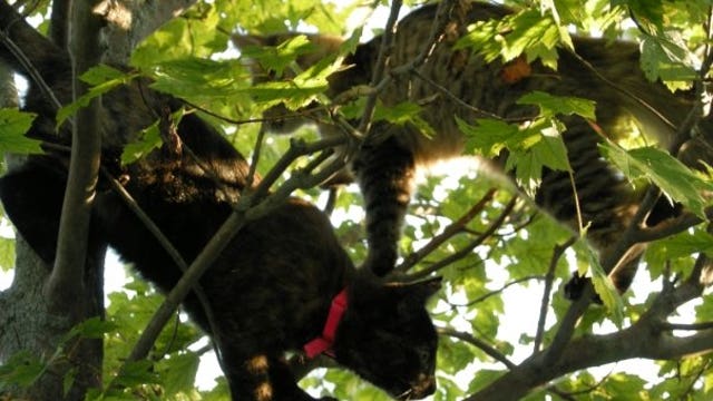 iQA 1.4.33 - DC voters approve decriminalizing ‘magic mushrooms,’ other psychedelics