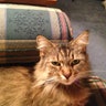 Chelsea Cat