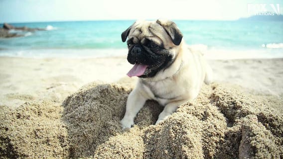 (Related Articles) ACCT Philly suspends dog adoptions, intakes amid 'kennel cough' battle