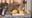 iQA AMP Third-Party Canonical URL FTSP-2031 fox29 03-02