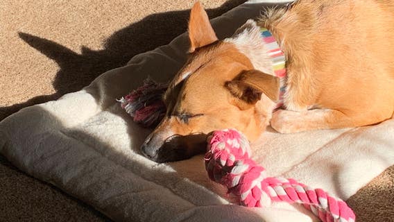 iQA post with no pill