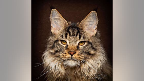 [Test] The Only test URL here Helicopter crashes into ocean off Miami Beach The Test