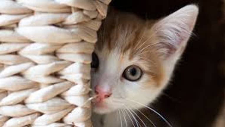 e66788ef-856d1505-66039a8d-ef428c6c-694633a4-74fb8549-3fa1208d-cat.jpeg