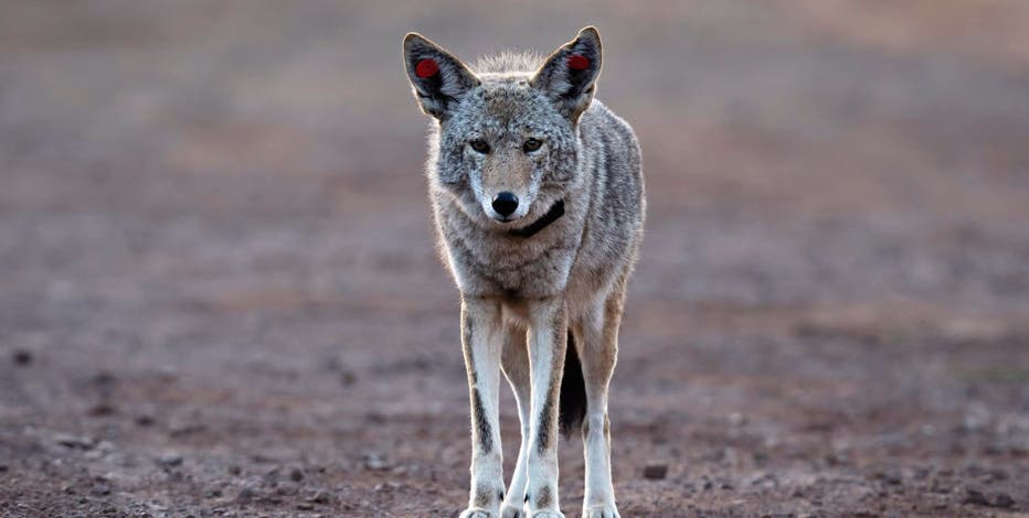 Coyote warning: Police urge residents to beware after several reports in Cape May County