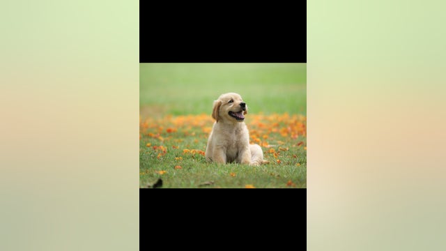 FTSP-5498 KITCHEN Sink Post