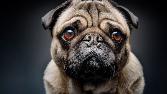 Monica is Demoing CoSy on Nov 21