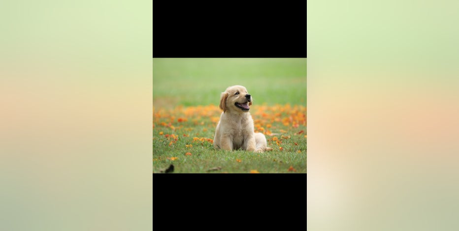 Test for test FTSP-6771 article with image as displey media