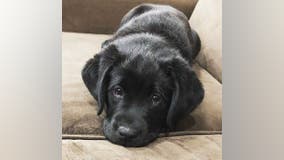 labrador test post