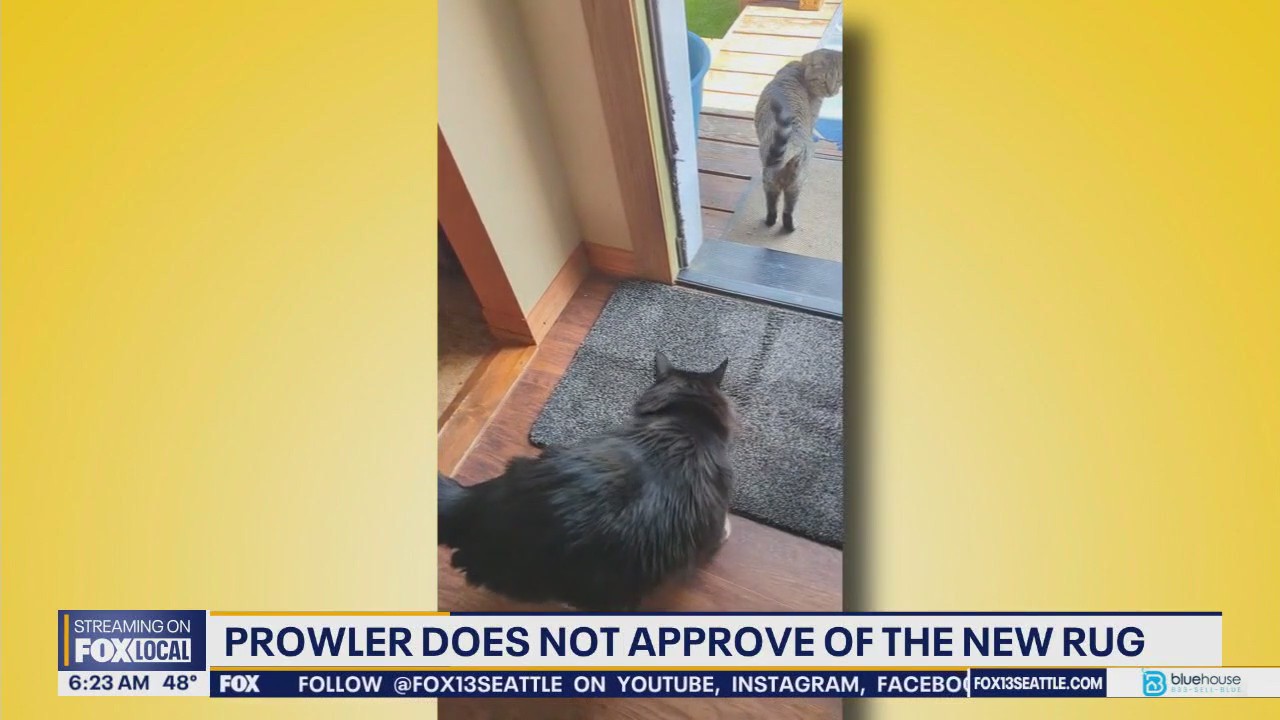 Pet Tricks for Monday, May 12