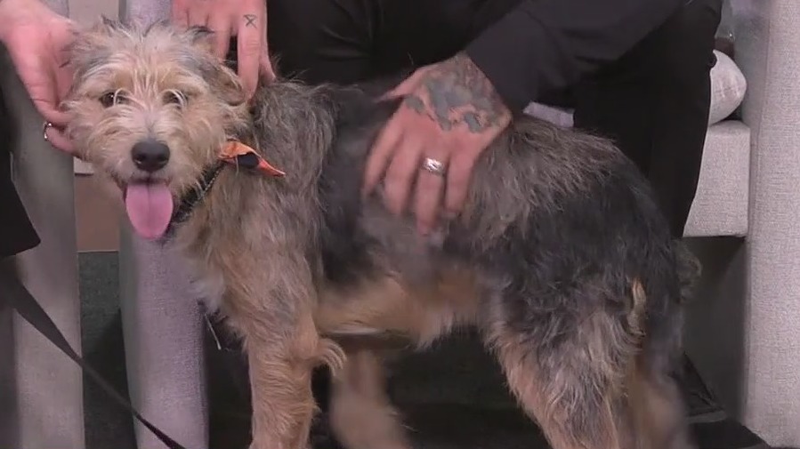 Pet of the Week: Meet Scott