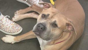 Fulton County Animal Services needs fosters