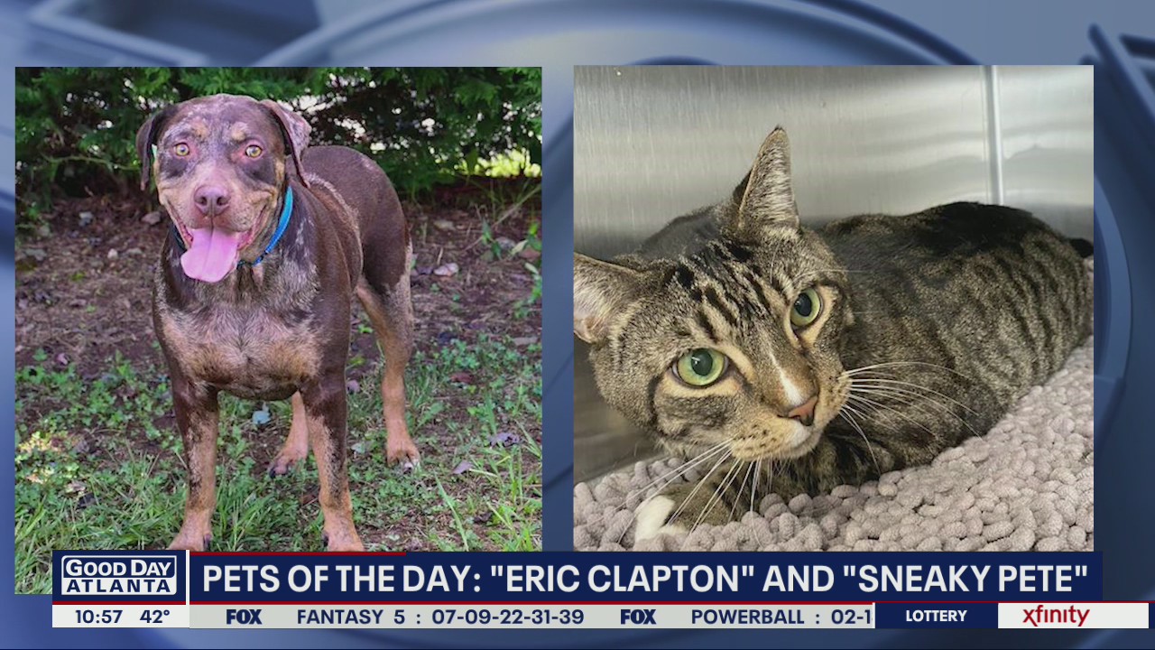 Pet of the Day from FurKids